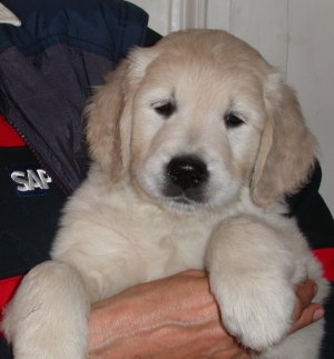 Bonnie 7 veckor